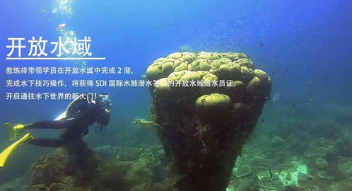 逐浪八閩 海藍時見鯨，一年四季的潛水詩篇